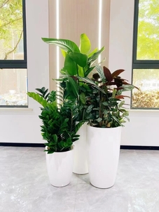 前湾植物出租设计亡