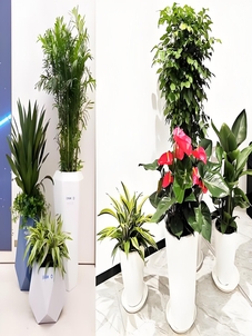 探索北仑花木出租，开启精致绿植装点生活之旅